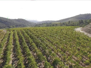 Parthouze in the Var Vineyards